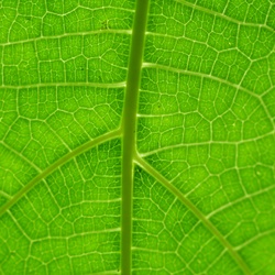 Berlin/Botanischer Garten/DSC_1174.JPG